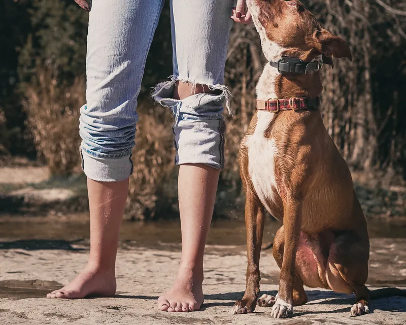 A trained pit bull mix sitting calmly at its owner's side on a trail